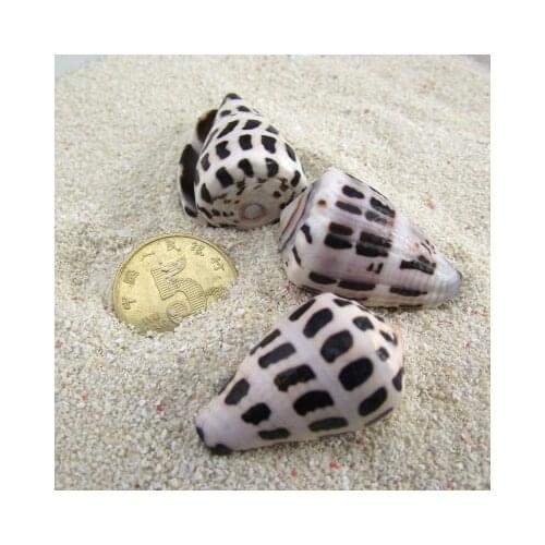 New home decoration natural conch shells office decoration gifts aquarium landscaping boutique aquarium decoration snails