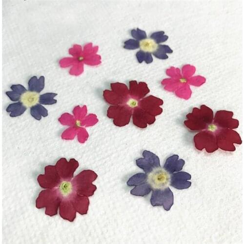 Original Color Verbena 2020 Handmade floral pressed flower for specimen wholesale free shipment 120 pcs