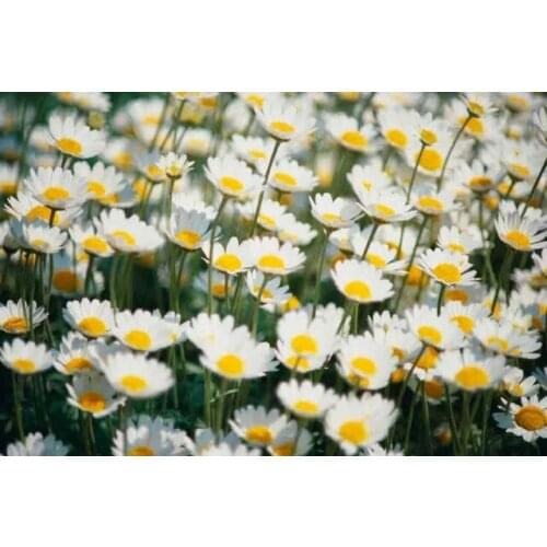 Chrysanthemum Garden Needlework,flower Cross stitch, Bricolage Embroidery kits Decor Patterns Cross-Stitching,DIY Handmade