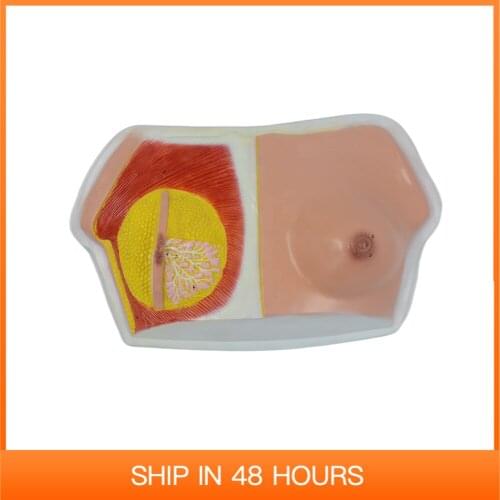 Human Female Breast Medical Anatomical Mode During Lactation for Learning and Teaching 1:1 Life Size Educational Equipment