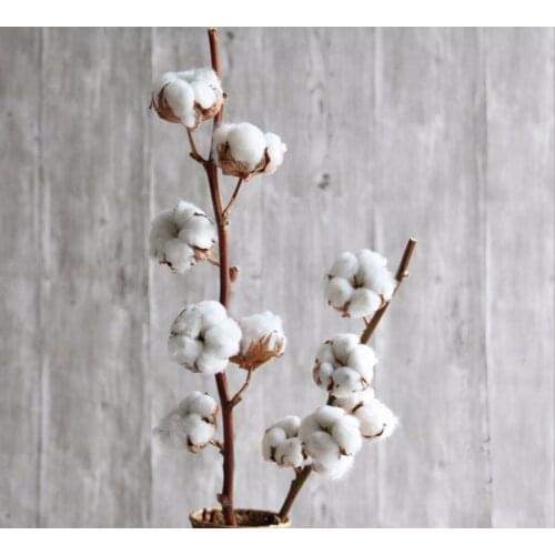 White Dried 6 Heads Cotton Flower With Stems For Wedding Party Holiday Birthday Gift Favor Home Office Hotel Decoration