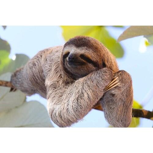 5D Full Square Round Drill Diy Diamond Painting Sloth tree Diamond Embroidery Cross Stitch 5D Home Decor Gift Diamond ArtZP-1969