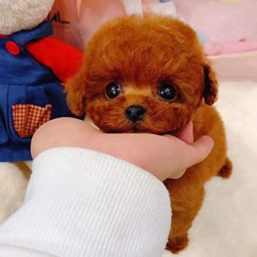 ZISIZ Stuffed Animal Toys