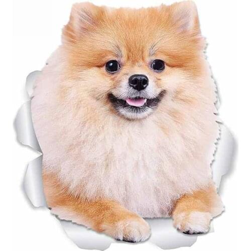 Dawasaru for Pomeranian Dog Car Styling Stickers Trunk Decal Waterproof Vinyl Material Suitable for VAN RV,13cm*11cm