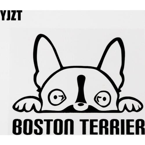 YJZT 14.4CM×11.1CM Fun Boston Terrier Dog Peeping Vinyl Car Sticker Decal Black/Silver 8C-0600