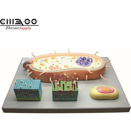 Magnified bacteria biological model teaching aids