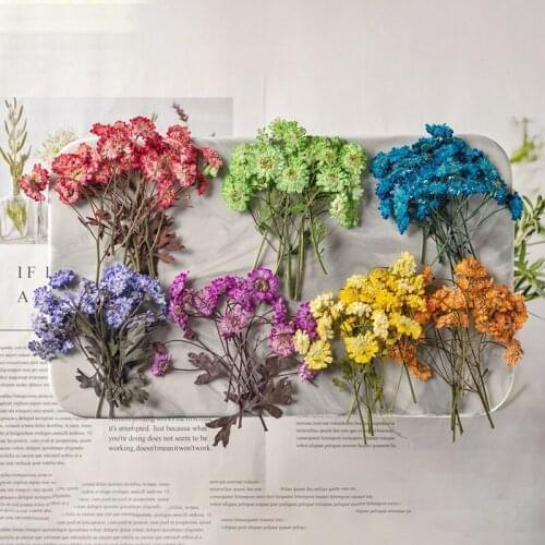 60pcs Pressed Dried Flower Dye Chamomilla Stem Herbarium Epoxy Resin Face Make UP Nail Art Jewelry Bookmark Phone Case Card DIY