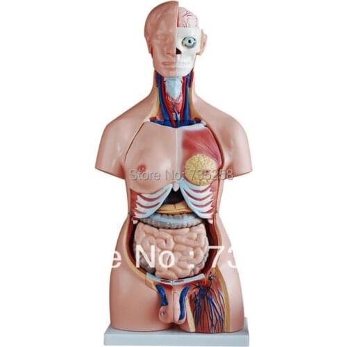 85CM Unisex Torso 40 Parts,The male and female genitals swaps torso model