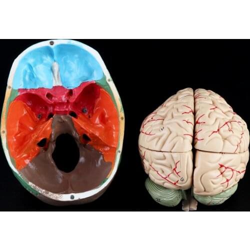 1:1 Scale Colorful Human Skull Skeleton Adult Head Model with Brain Stem Anatomy Medical Teaching Tool Supply