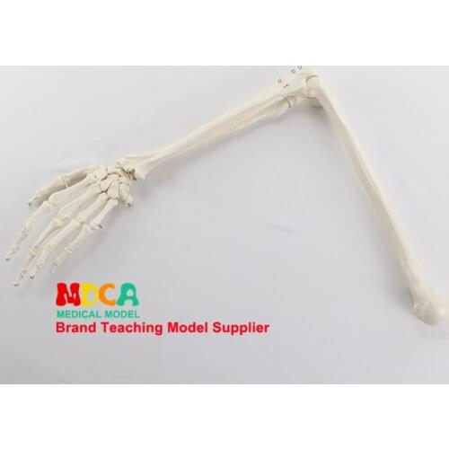 Hand bone model palm model with ulnar radius and humerus skeleton model medical teaching MSG005
