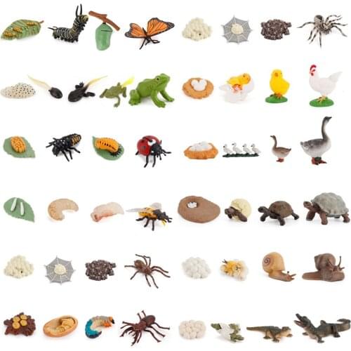 Simulation Animals Growth Cycle Butterfly,Ladybug,Frog Life Loop Figurine Plastic Models Action Figures Educational Kids Toy