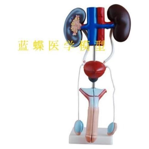 Male urogenital system anatomy model human urological system anatomy model