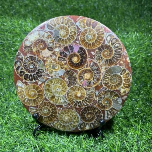 Natural ammonite disc fossil conch sample healing + scaffold 1pc 120-140g a1