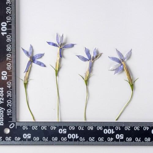 120pcs Pressed Dried Star Flower With Stem Herbarium For Face Make UP Nail Art Jewelry Bookmark Phone Case Invitation Card DIY