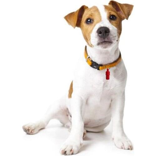 Anti-Lost Puppy Dog Cat Identity Candy Color Pendant ID name Address Storage Barrel