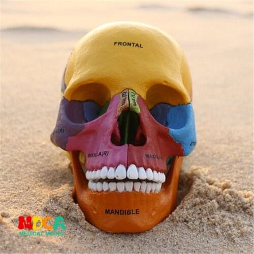 Color bone 4d master puzzle Assembling toy human body organ anatomical model medical teaching model