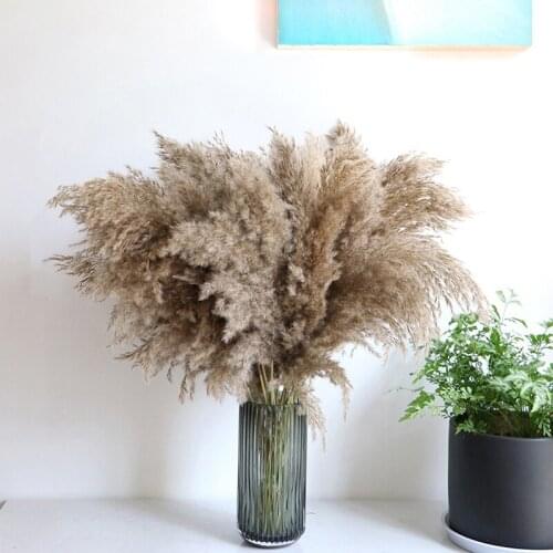 Hot Sales 5PCS 80CM Natural Reed Dried Flower Big Pampas Grass Wedding Party New Year Flower Ceremony Modern Home Decoration