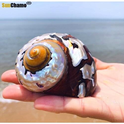 South Africa Rong Snail Natural Conch Shell Fish Tank Aquarium Decoration Collection Micro-landscape Sea Snail Specimen Snail