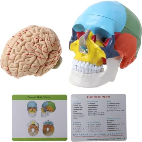 1:1 Scale Colorful Human Skull Skeleton Adult Head Model with Brain Stem Anatomy Medical Teaching Tool Supply