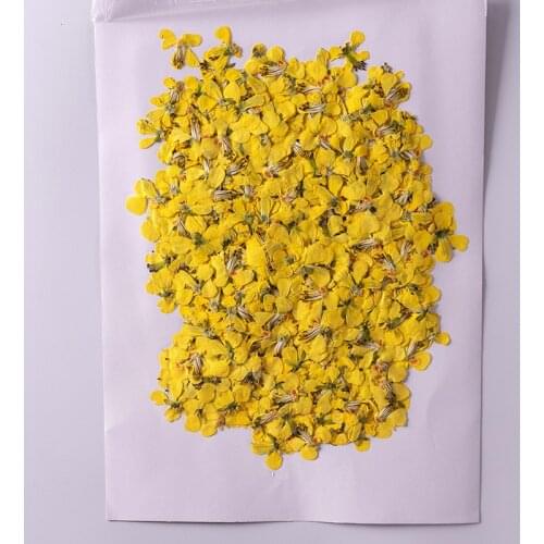 250pcs Pressed Dried Flower Caesalpinia decapetala Herbarium Epoxy Resin Jewelry Bookmark Phone Case Makeup Nail Art Craft DIY