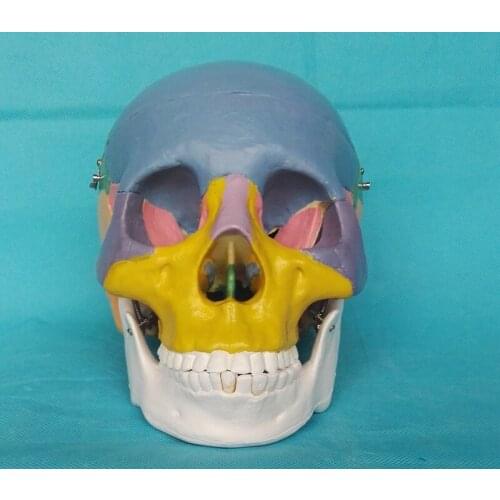 1:1 Color Adult Head Model Natural Human skull The Anatomy of The Medical Teaching Model Medical Science Skeleton