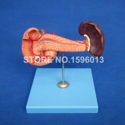 Anatomical Pancreas with Spleen and Duodenum Model with Numbers,Pancreas,Pancreatic Duct,and Spleen Model