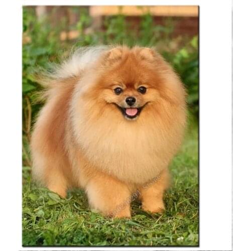 Pomeranian dog Full Square round Diamond painting crystal painting diy diamond embroidery animal fat pet rhinestone art,FF2389