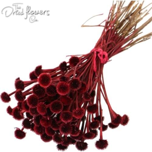 Burdock Flowers On a Well Blurred Red Purple Green Natural Dried Flower Natural Plant Wedding Decor Home Decor Dried Grass