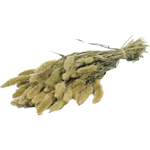30pcs Natural Dried Setaria Rabbit Tail Grass Bouquet Party Artificial Flower Decorations Raw Color Dogs Tail Bunches Decor