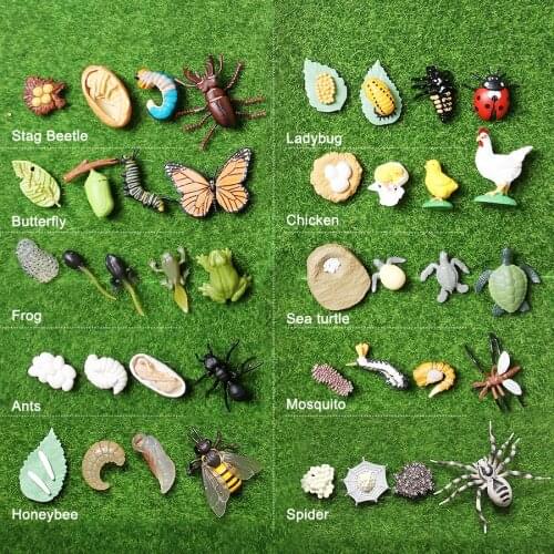 Simulation Animals Insects Growth Cycle Model Figures Butterfly,Ladybug,Frog,honeybee,Ant,Turtle,Spider Educational toys for kid