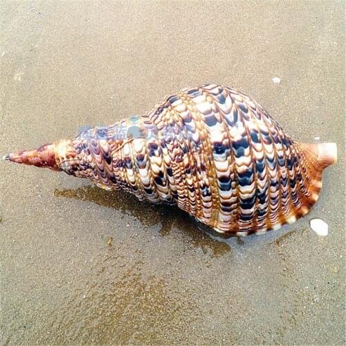 Famous Snails Phoenix Tail Snail 25-40 CM Home Fortune Gift Collection Micro-landscape Mediterranean Home Decoration Crafts Gift