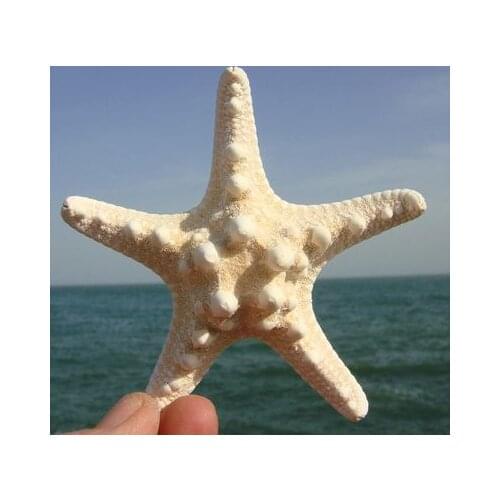 5 PCS/LOT Natural Starfish Big Overlord Starfish Photography Props Small Gifts Home Furnishing Platform Wall Decorations