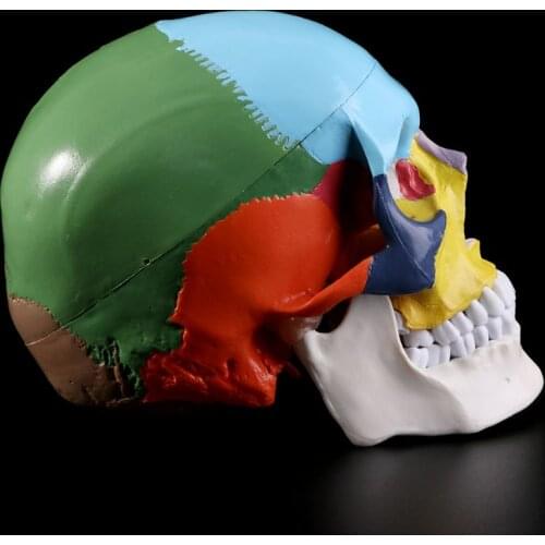 C90C Life Size Colorful Human Skull Model Anatomical Anatomy Teaching Skeleton Head Studying Teaching Supplies