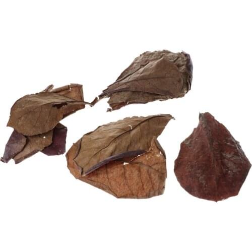 Catappa Leaf Betta Leaves Water Conditioner for Fish Tank Aquarium Pets , 10 Pieces