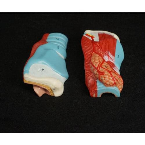 Human Larynx Anatomical Model - Medical Anatomy Skeleton Throat Model 1:1 Size Teaching Resources