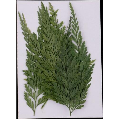 12pcs Real Pressed Fern Leaves Natural Dried Flowers for Art Craft Scrapbooking Card Making Resin Jewelry Craft DIY