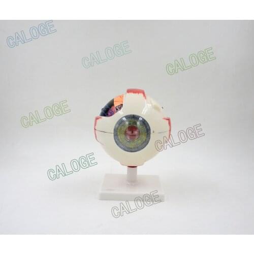 Free shipping&Ocular anatomy model, eyeball enlargement, pupil, vision correction eyeball model.for medical education school