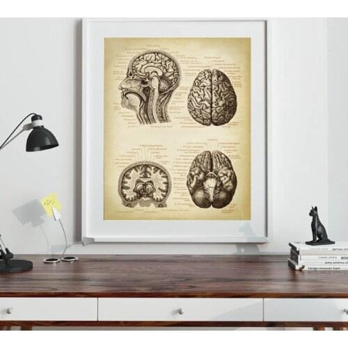 Brain Medical Print Human Head Anatomy Vintage Illustration Poster Neurology Science Art Canvas Painting Picture Doctor Gift