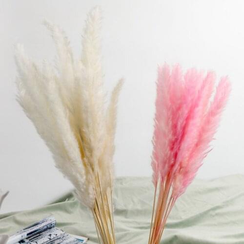 15PCS Natural Dried Pampas Grass Reed Flower Bunch Wedding Bouquet Decors Home Living Room Decoration TS2