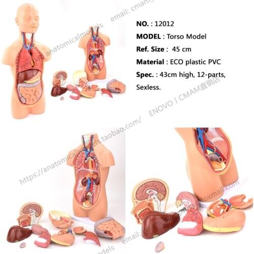 CMAM/12012 Torso,45cm,Sexless,12-parts, Human Tunk Anatomy Aids