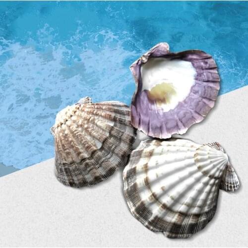 2pc Mediterranean seashell raw material beach handicraft aquarium home fish tank decoration