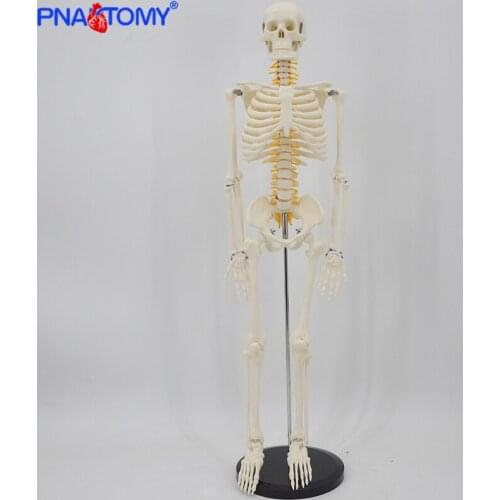 85cm Skeleton Model with Nerves System Medical Teaching Educational Equipment Skeleton Anatomy Human Spine and Skull Anatomical