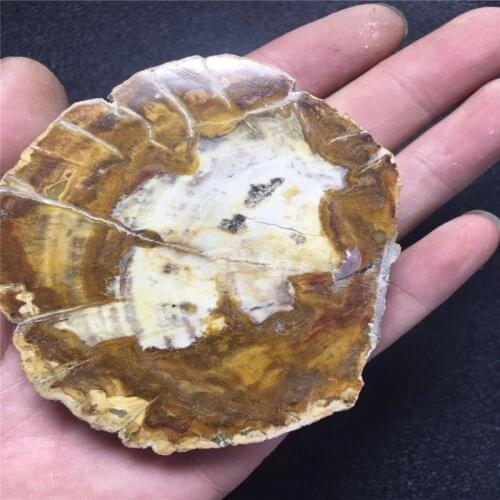 Natural fossil tree jade specimen, crystal tree fossil home decoration