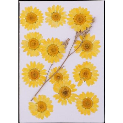 12x Pressed Natural Dried Flowers Chrysanthemum For Scrapbooking Card Making