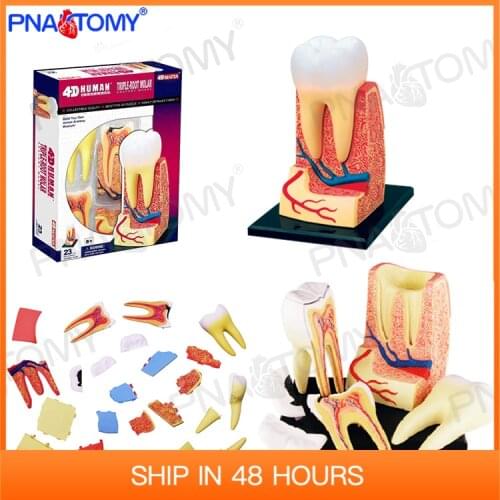 Human Teeth Model Detachable Tooth Dentist used tool educational gift 4D MASTER 26061 Puzzle Enlarged Anatomy