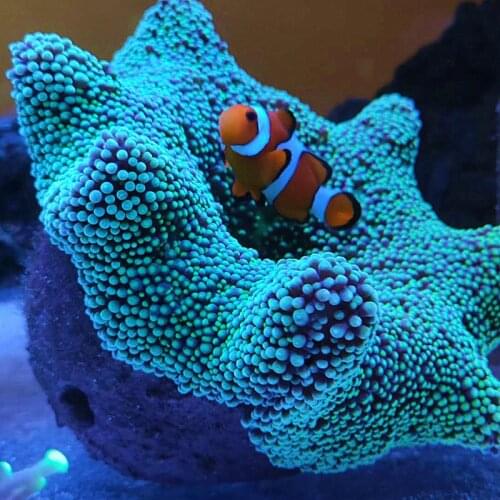 Kwai Nest Pacifier Cup Anti-running Artifact Nest House Coral Jar Fish Tank Landscape Decoration Anemone Nest Fixed