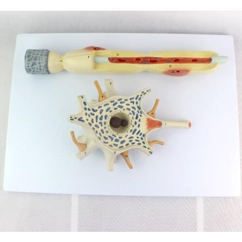 Enlarge 2500X Life Size Human Manikin Skeleton Anatomical Anatomia Neuron Model 2-Parts Model Anatomy in Trauma Medical Training