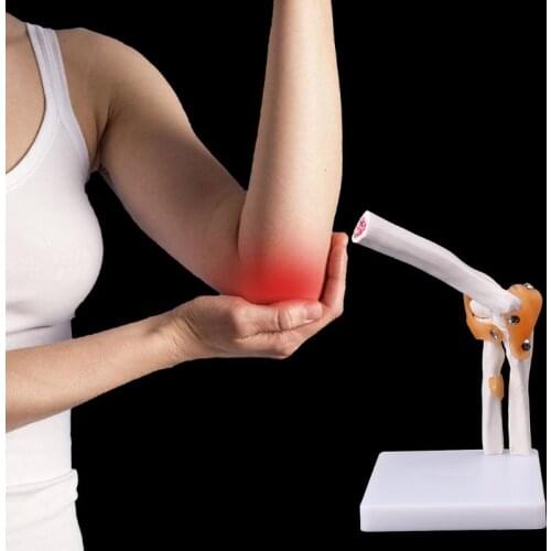 Medical props model Free postage Life Size Ligament Elbow Joint Medical Anatomy Model Skeleton Study Tool