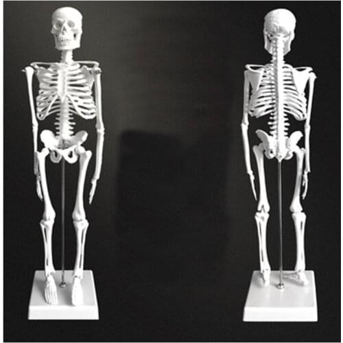 45cm Human skeleton model skull body anatomical model adult skeleton teaching spine whole body