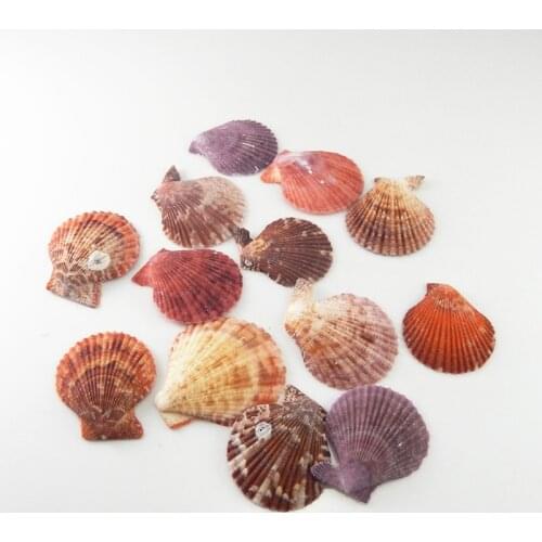 20PCS Colorful Beach Sea Shells 3.5-5.5cm Mixed Natural Shells Shell DIY Crafts Ornament for Aquarium Fish Tank Decor